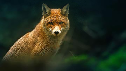image of a fox in the woods
